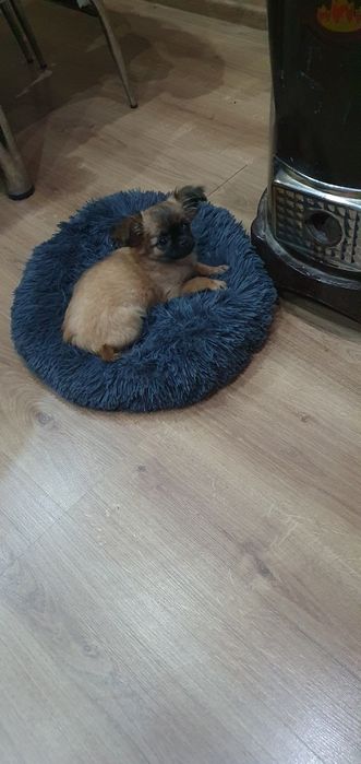 Чихупинчер момиче