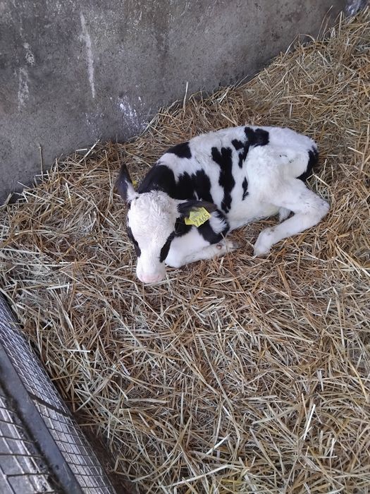 Vitei de lapte de 3-4 sãptamâni