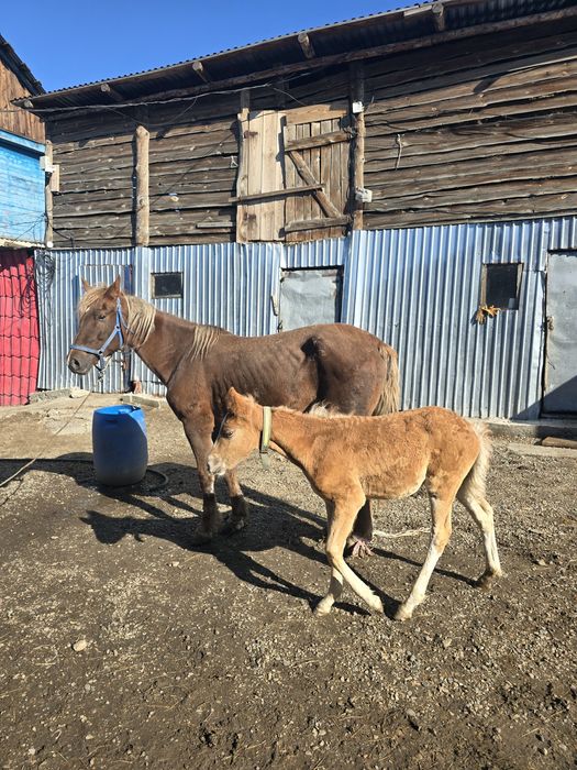 Продам кобылу с жеребенком
