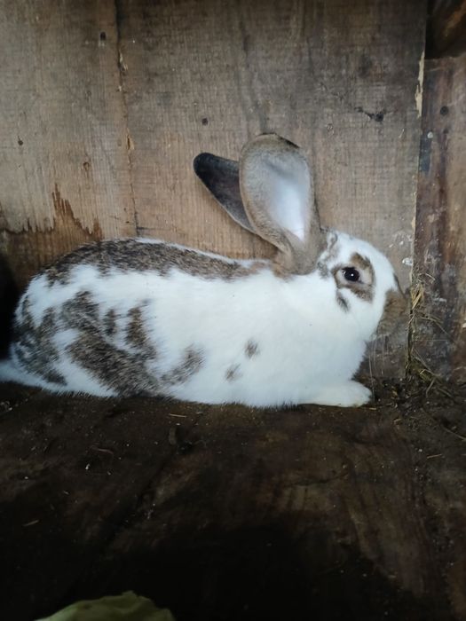 Iepuri mici și mari