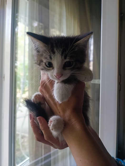 Котята 2 месяца, милые, ласковые