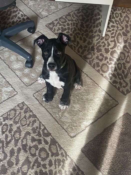 Стаффорд щенок ..