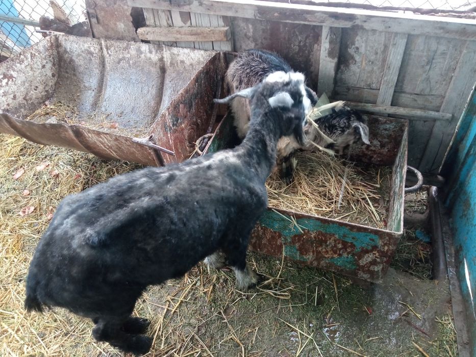 Ешкы сатылады ылаклы ешкы 1,700