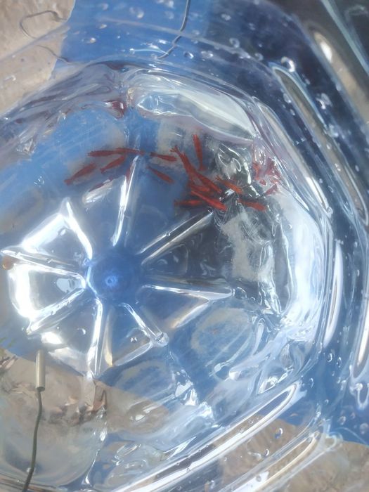 Продаю креветки вишня красный