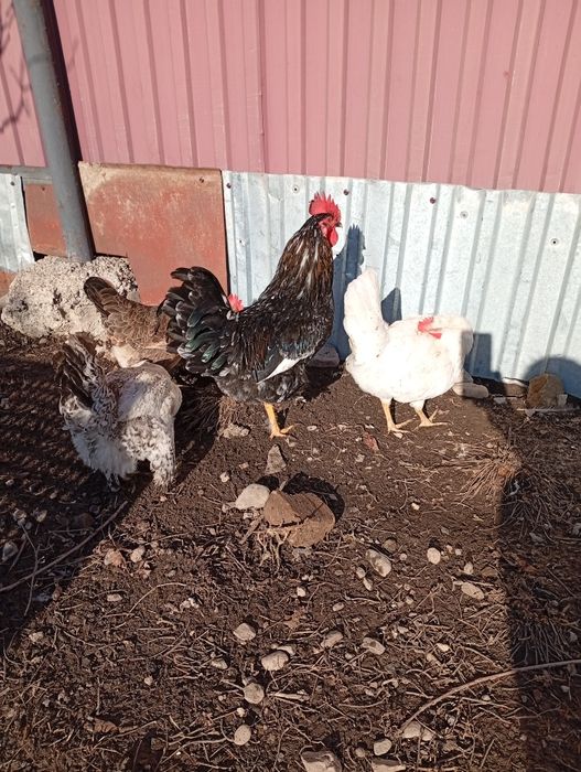 Петушки продам 5000 тнг