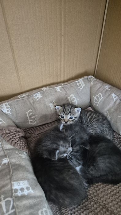 Отдам котёнка мальчик