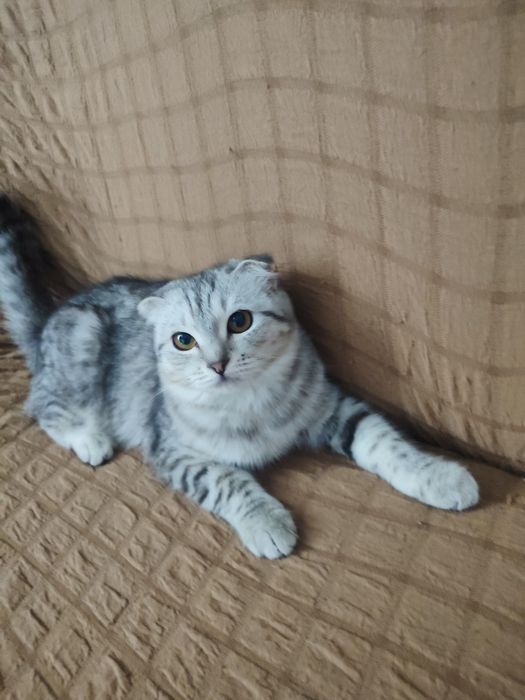 Срочно продам котёнка шотландская вислаухоя девочка 20 тыс лоток знает