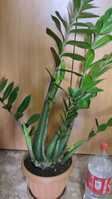 Продам большой замиакулькос