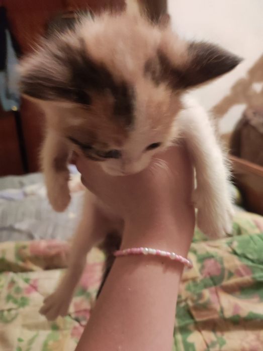 Отдаем бесплатно котят!