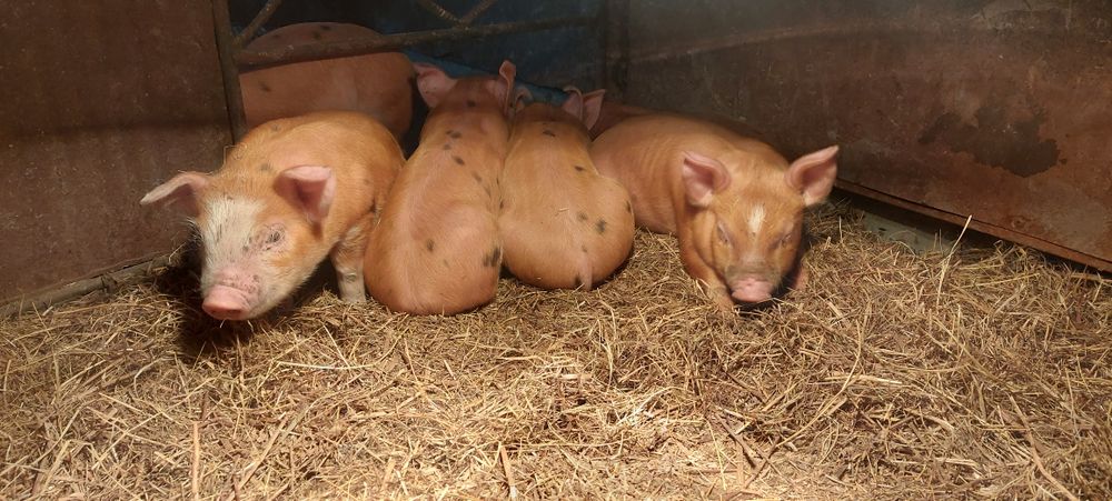 Прасета Дурок микс