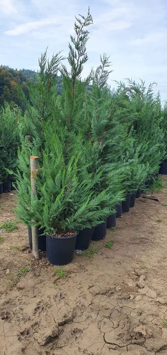 Catalpa, glob pe tija, cedru pendular, mesteacăn alb decorativ,