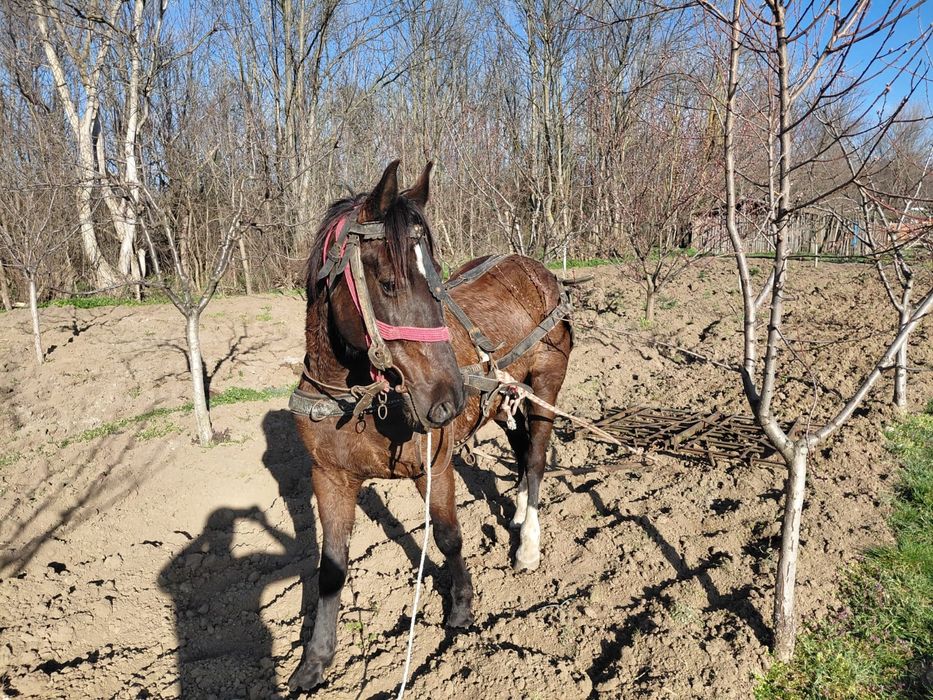 Vând cal tânăr su cuminte