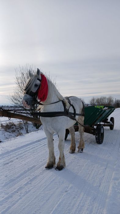 Cal de vânzare Volovăț