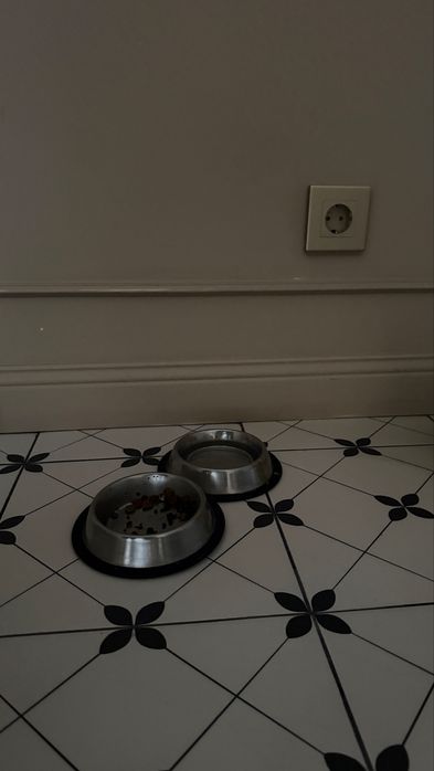 Отдаем котика бесплатно