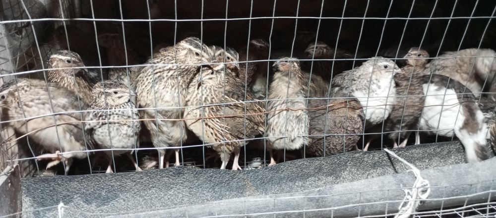 Япон манжур бедана сотилади 35 кунлик