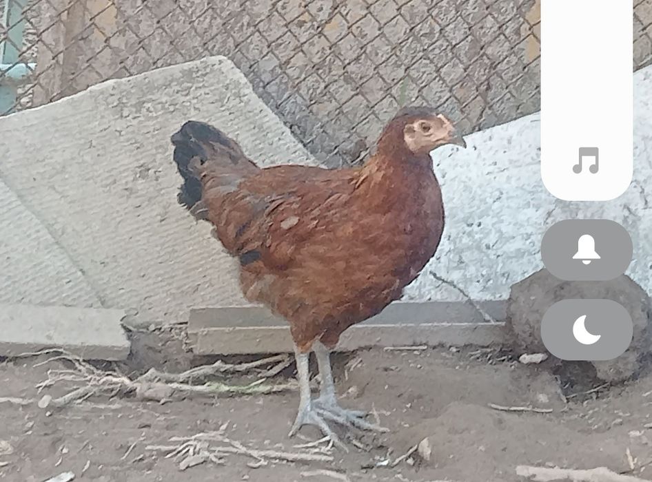 Jojalar sotiladi 3 oylik