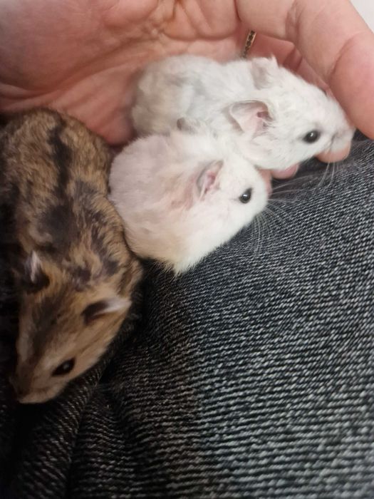 Puiuți de hamster pitic