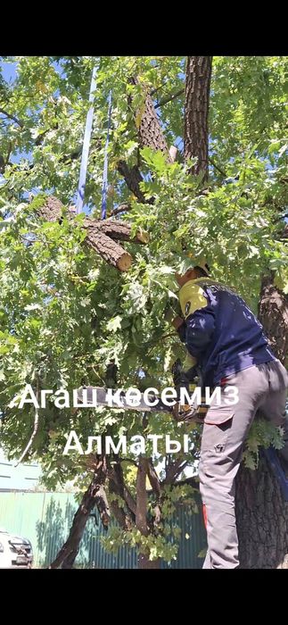 Спил деревьев обрезка деревьев Стрижка кустов Опрыскивание от вредител