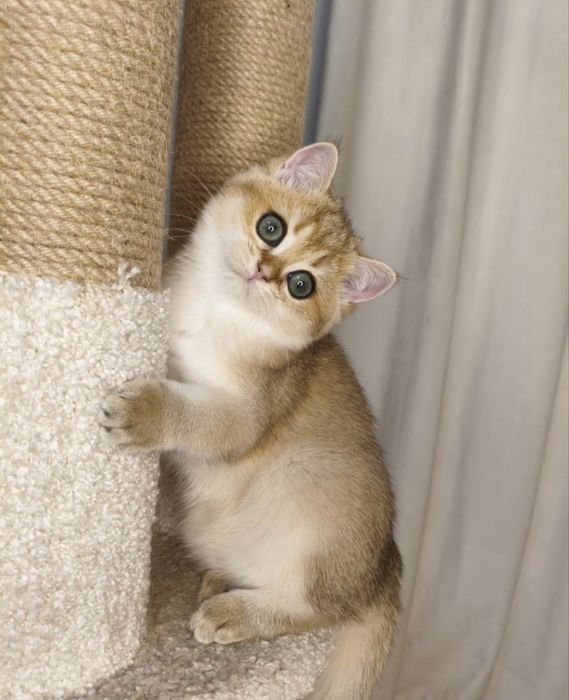 Элитные котята из питомника