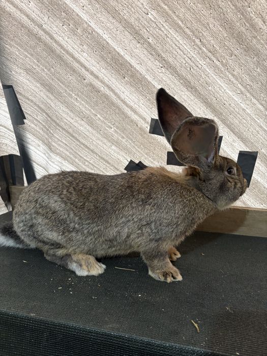 Femela si Mascul Urias german