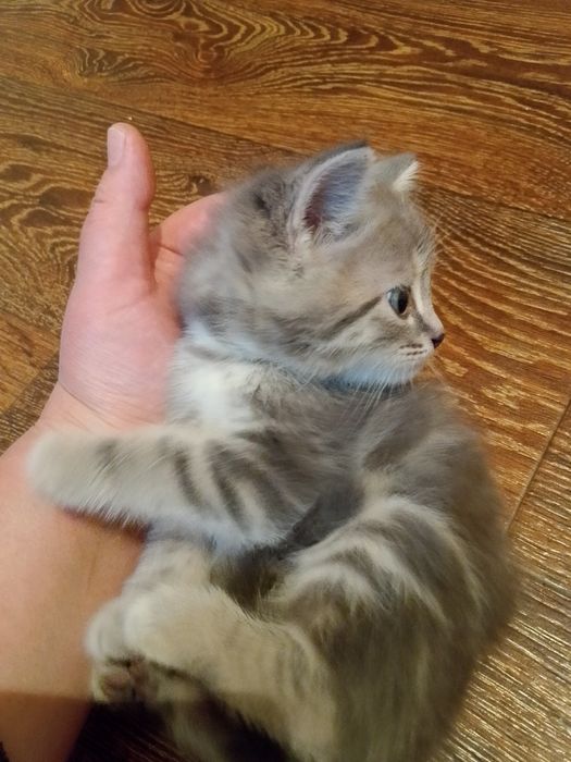 Шотландские котята