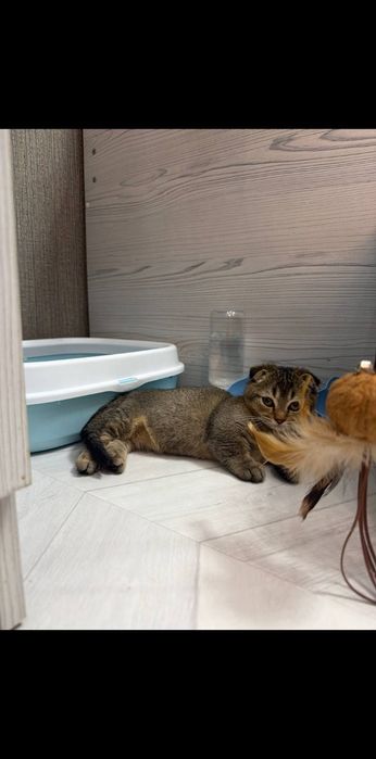 Manchkin oʻgʻil bola 6 oylik