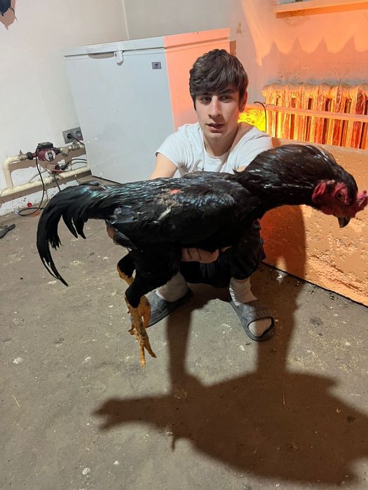 Продам дакана петух