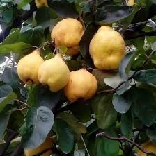 Pomi fructiefri clasici altoiti