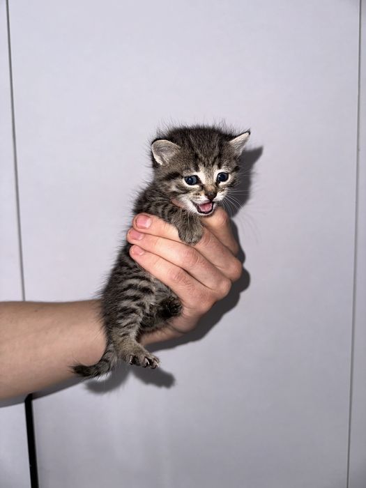 Котята помесь шотландцы