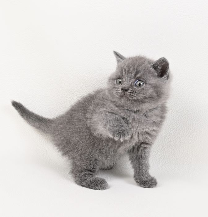 Pisoi British Shorthair colour blue cu pedigree