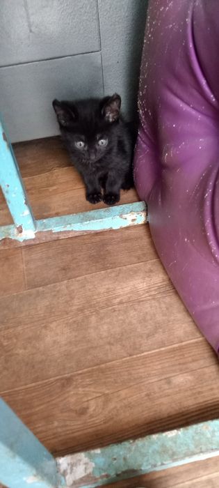Отдам в добрые руки