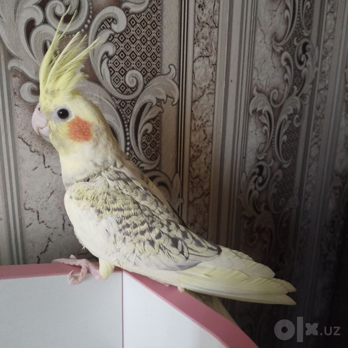 Продается 2х местный папугай Корелла