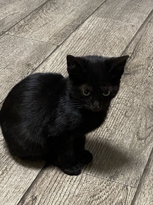 Отдам котенка мальчика