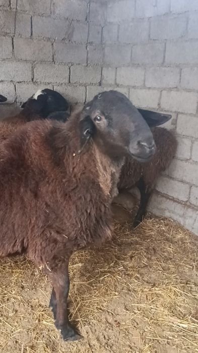 Қўчқор 2 ёшда 2 тиш