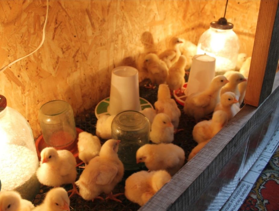Цыплята домашние