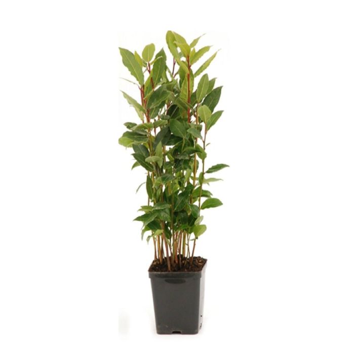 DAFIN (Laurus Nobilis )
