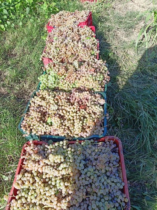 Vând struguri de vin