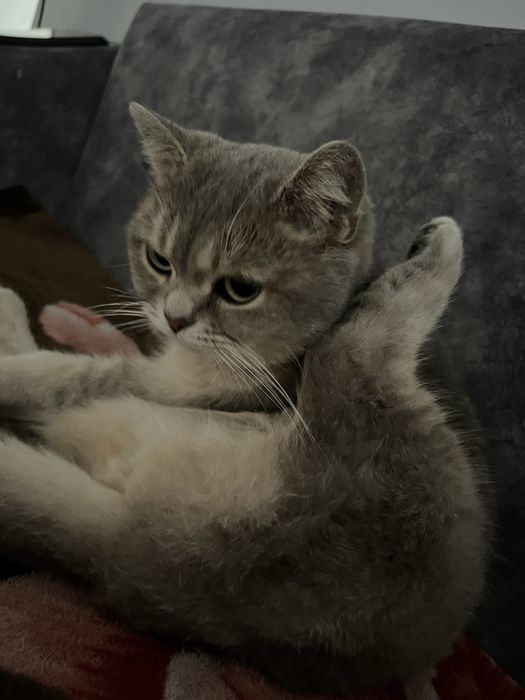 Бритианский кошка прямоухо девочка