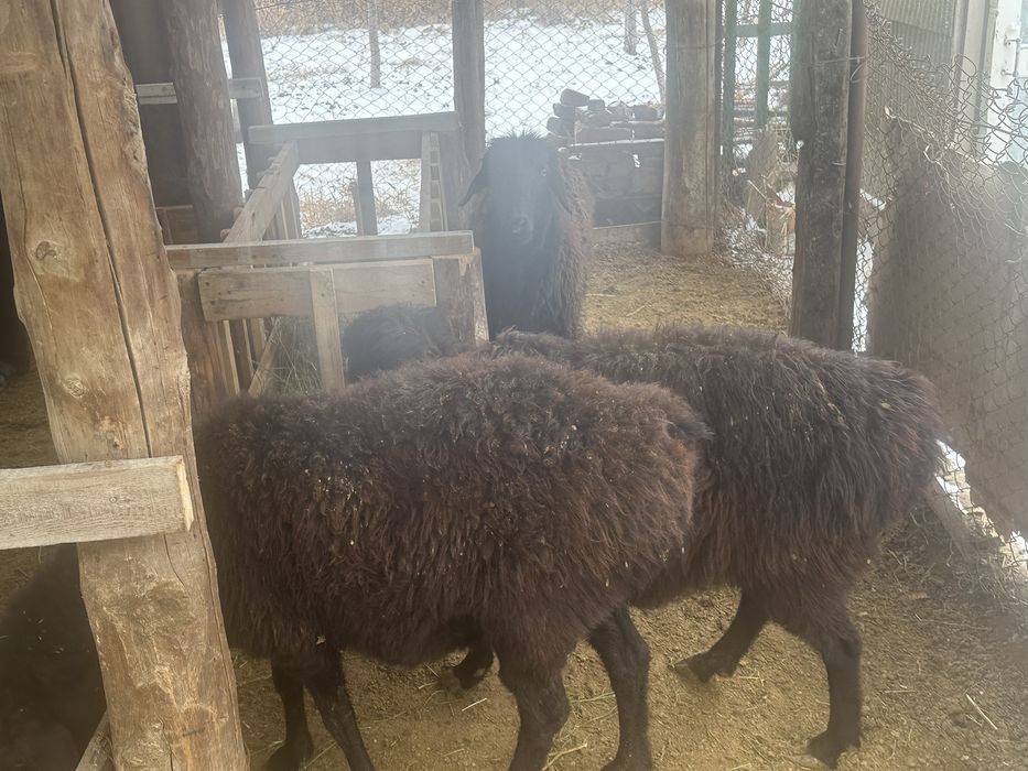 5 ірі қой сатылады