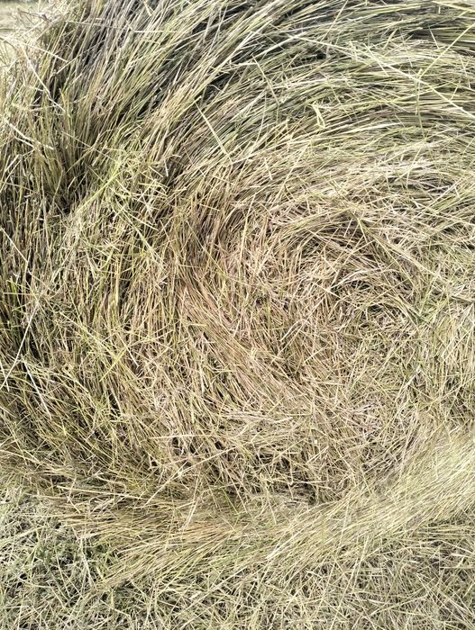 Продаётся сено житняк, луговое