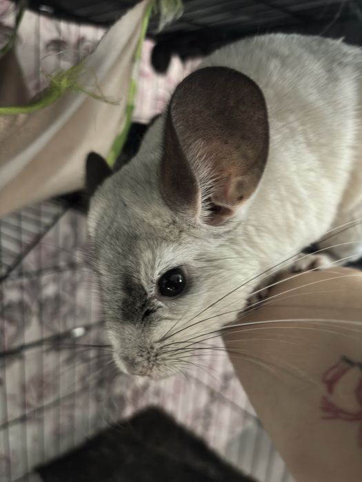 Шиншиллы 2 штуки