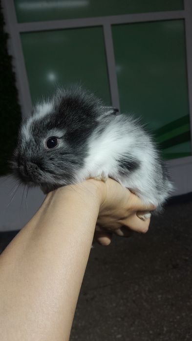 Кролики декоративные