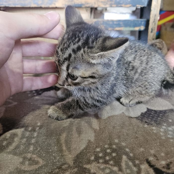 Котята (осталось 4)