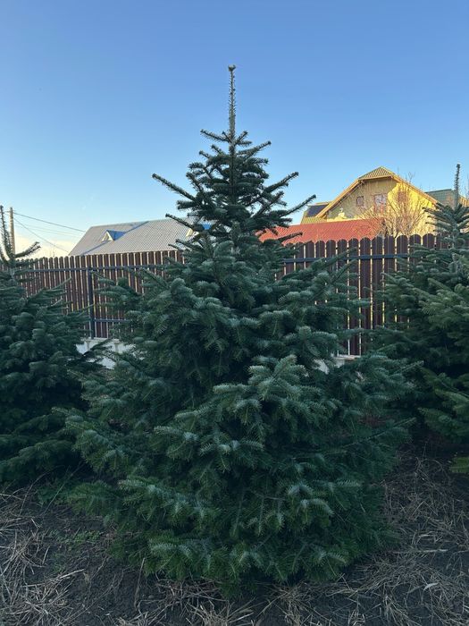 Brazi Naturali de Craciun 1.5m – 2.5m | Proaspeti, Taiati pe Loc