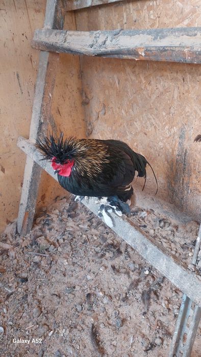 Куры бентамки продам