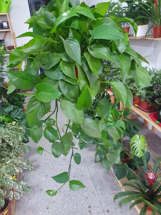 Stindapsus стендапсус