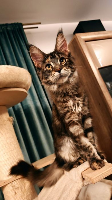 Fetiță Maine Coon cu pedigree