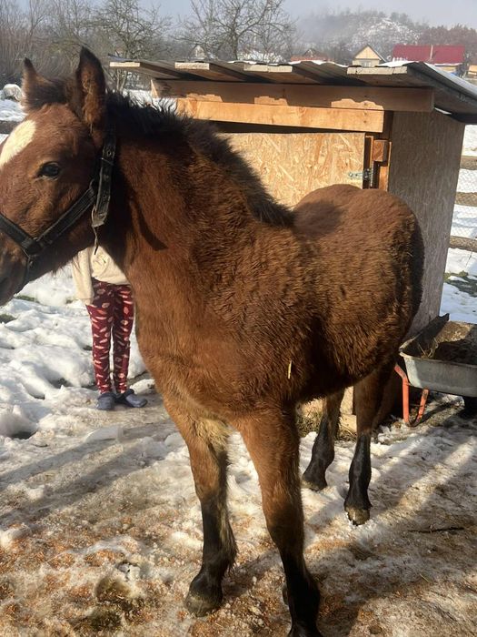 Vând mânz de 5 luni