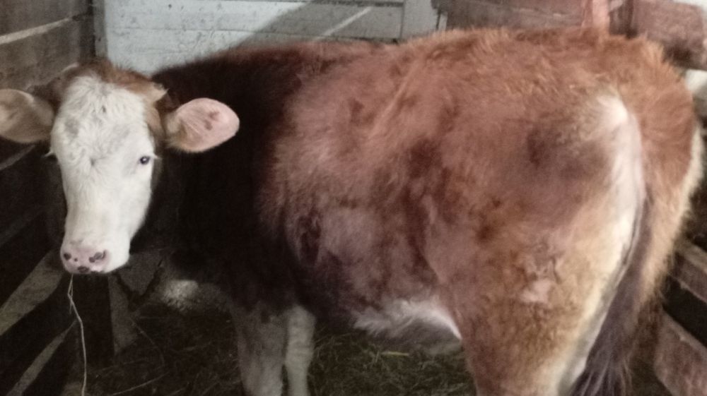 Vând 2 junci bălțate