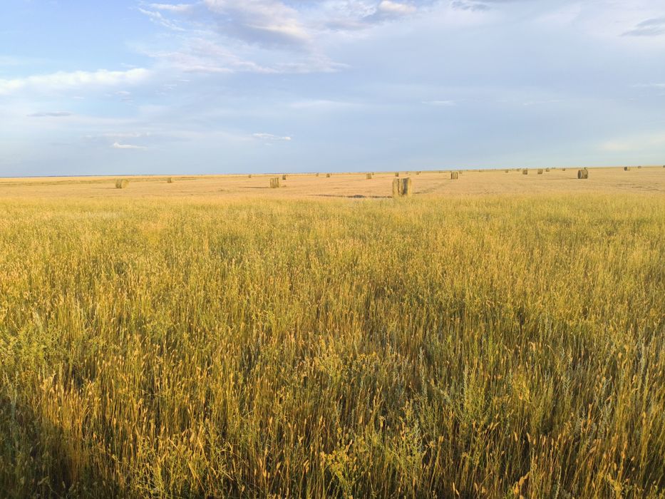 Продам сено житняк